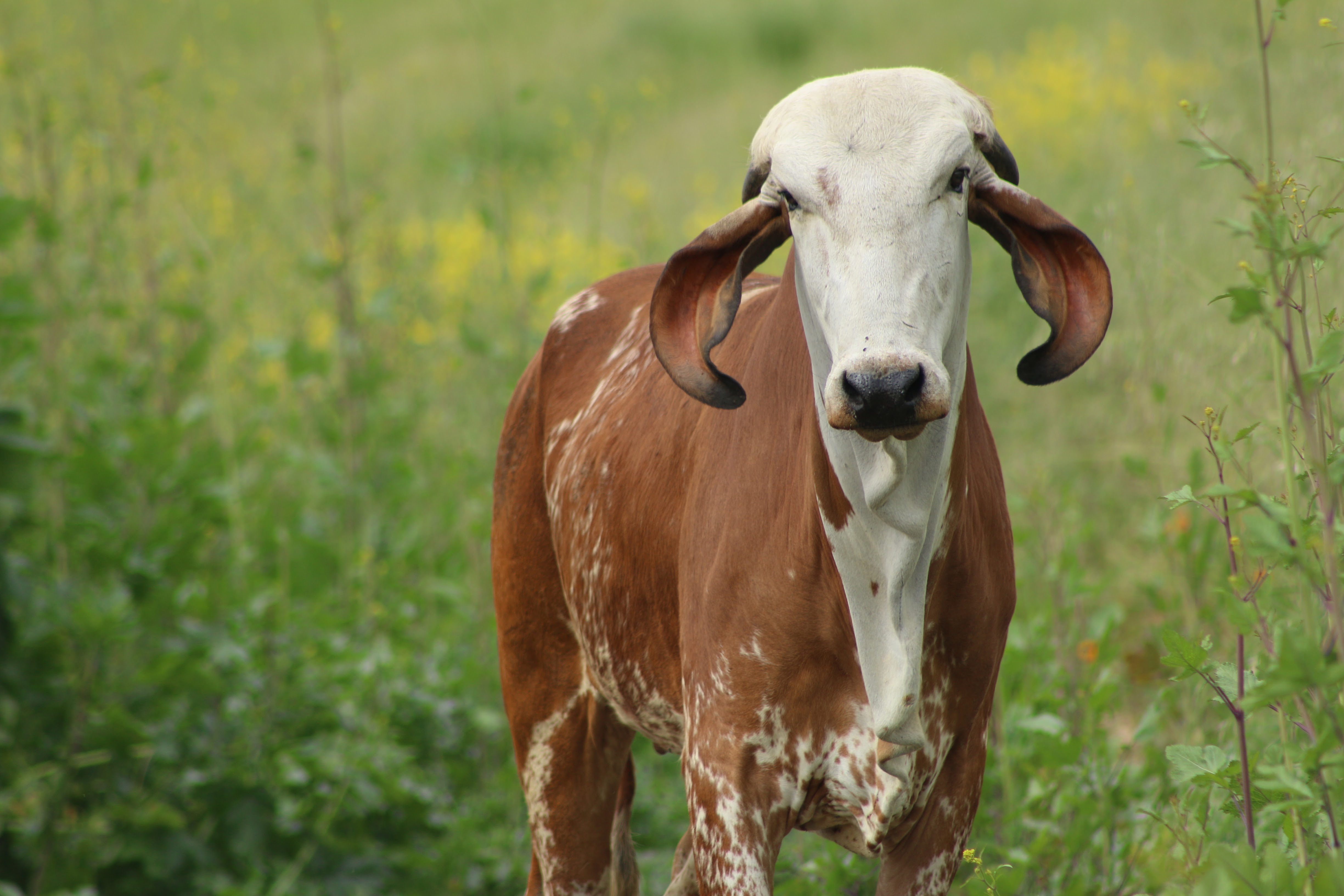 Sacred cows at Dallas Goshala